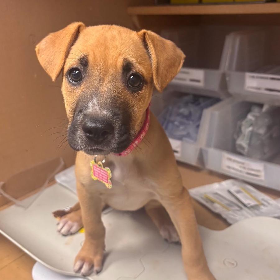 Denali, a Adoptable mixed breed in Lake Jackson, TX image 3/3