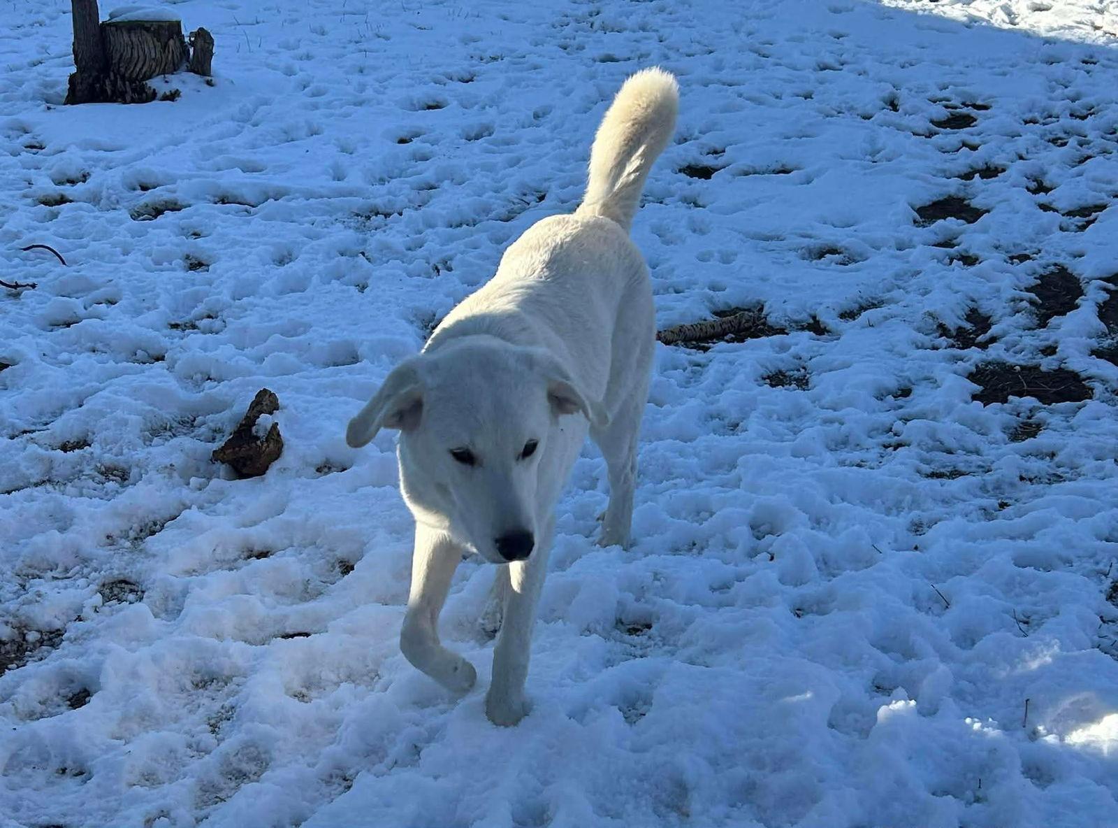 Fish CO, a Adoptable Akbash in Midway, UT image 2/3