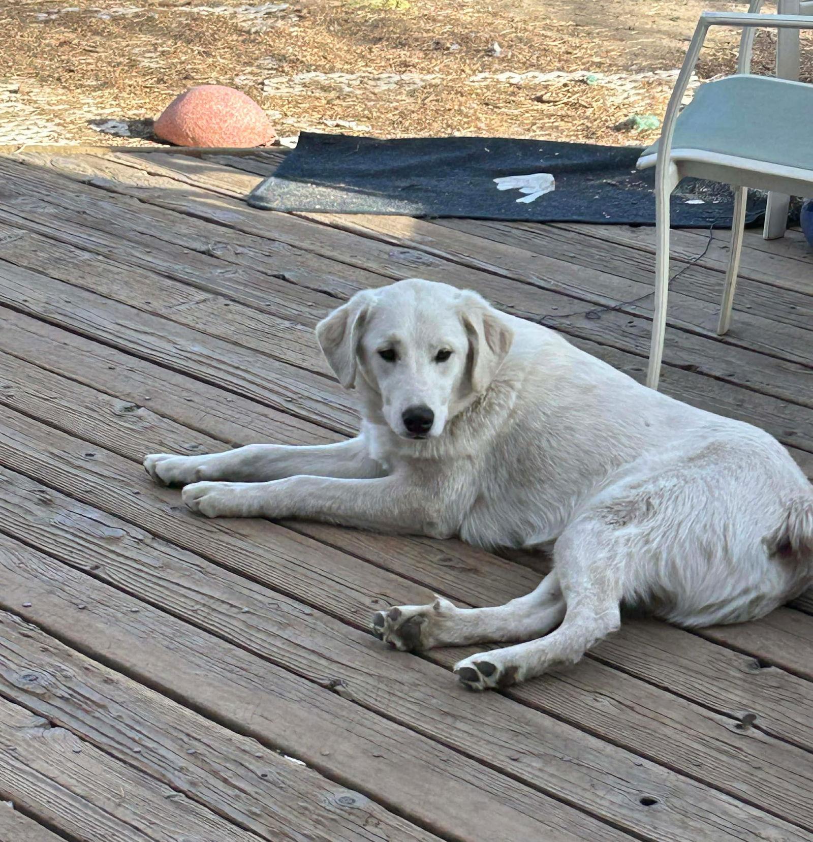 Fish CO, a Adoptable Akbash in Midway, UT image 3/3