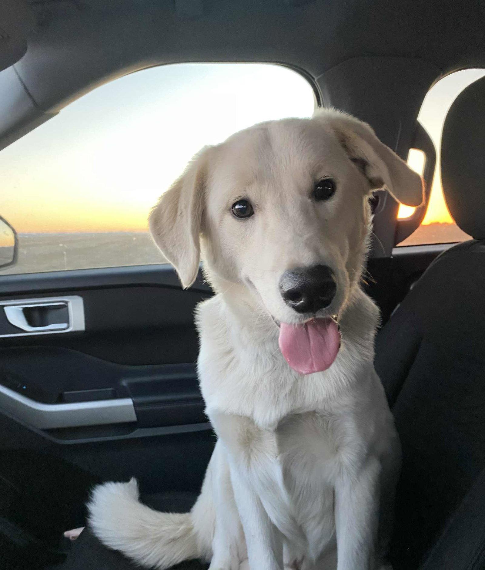 Enlarge Fish CO, a Adoptable Akbash in Midway, UT image 3/3