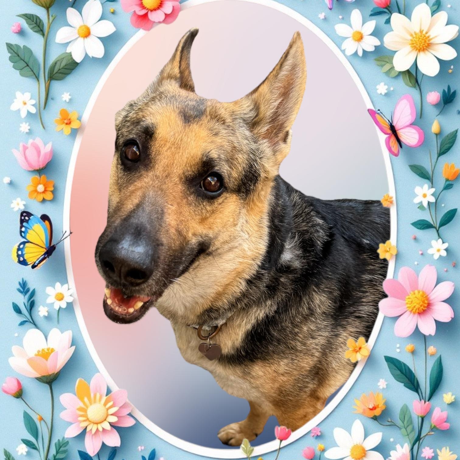 Jodie, Senior Female German Shepherd Dog