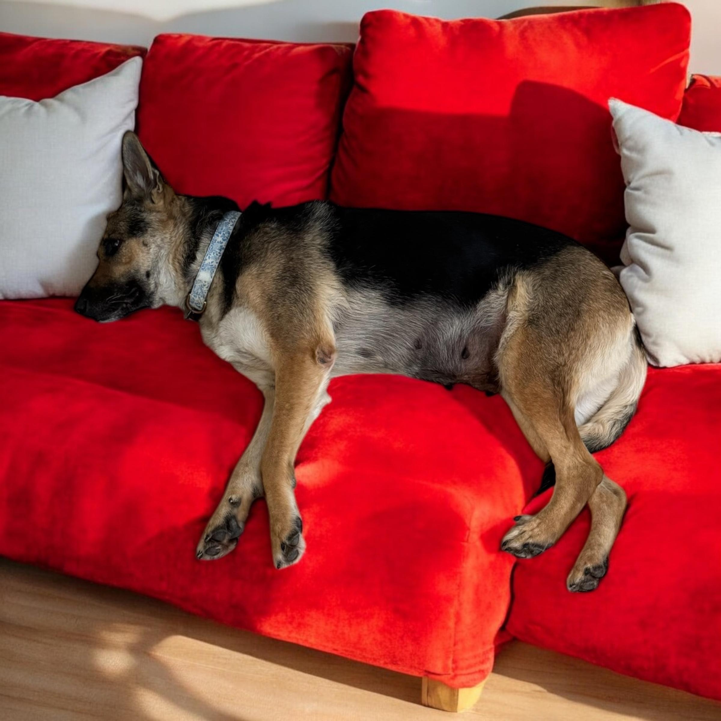 Jodie, a Adoptable German Shepherd Dog in Van Nuys, CA image 2/5