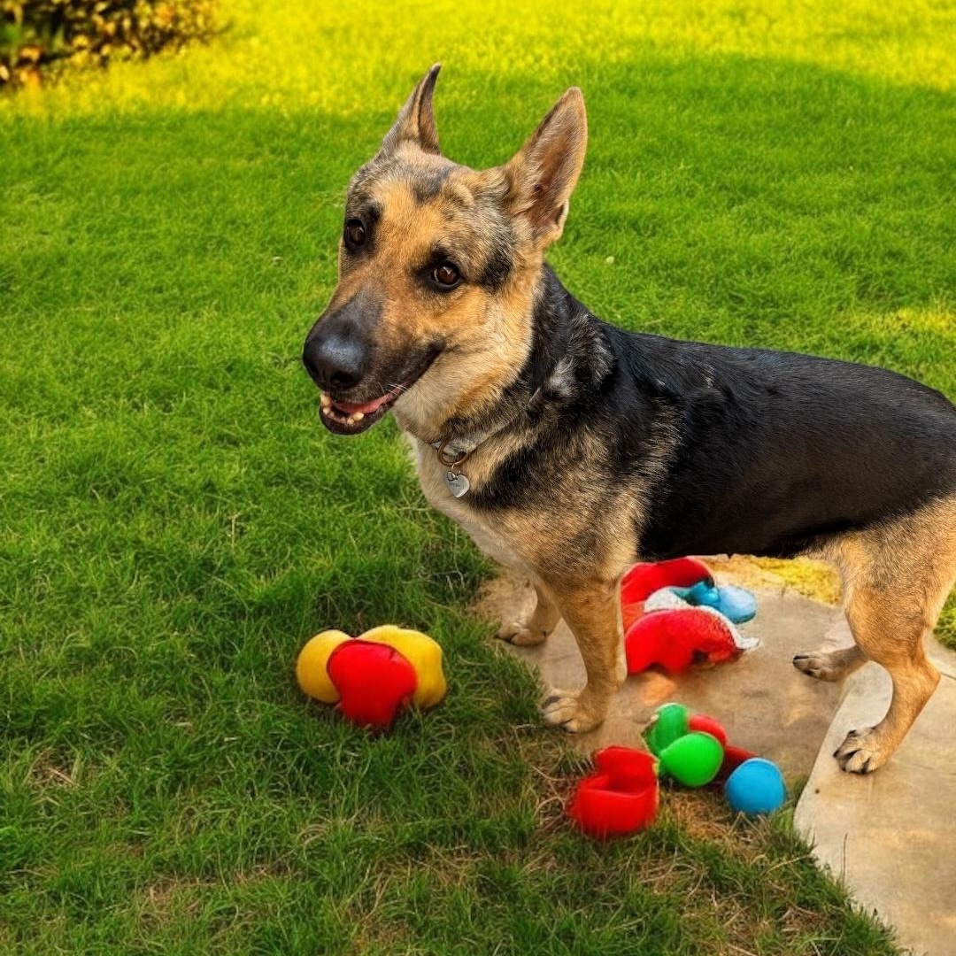 Jodie, a Adoptable German Shepherd Dog in Van Nuys, CA image 3/5