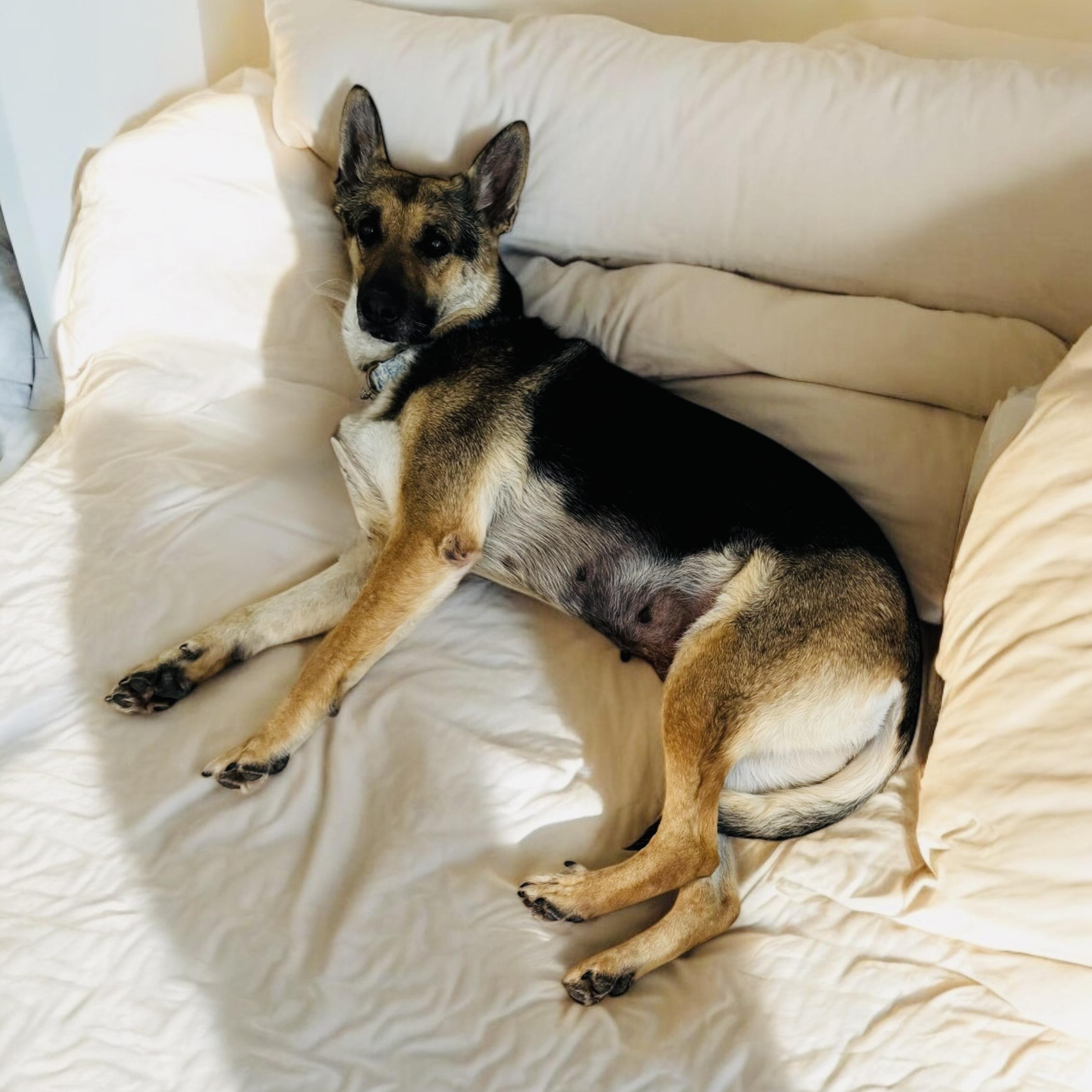 Jodie, a Adoptable German Shepherd Dog in Van Nuys, CA image 4/5