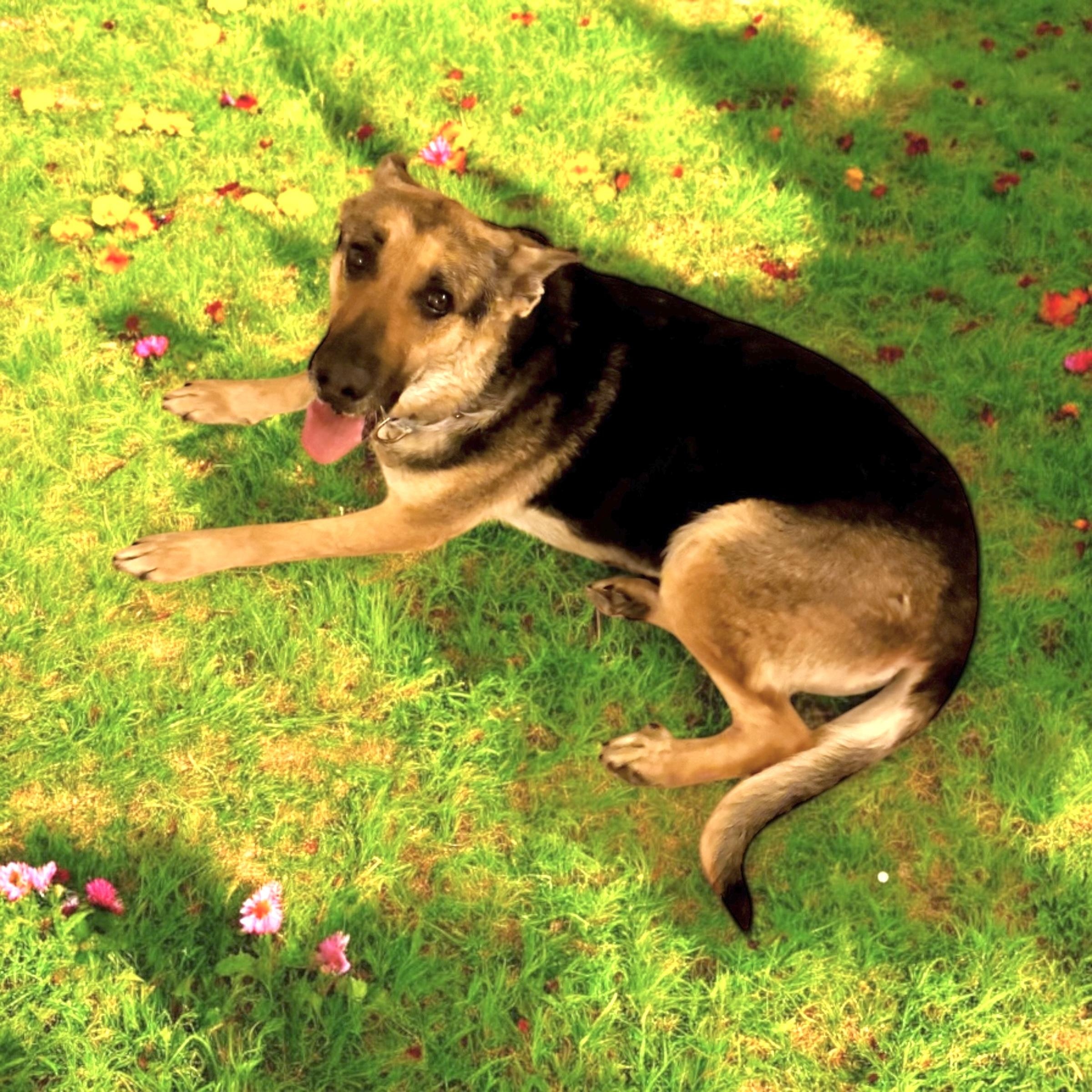 Jodie, a Adoptable German Shepherd Dog in Van Nuys, CA image 5/5
