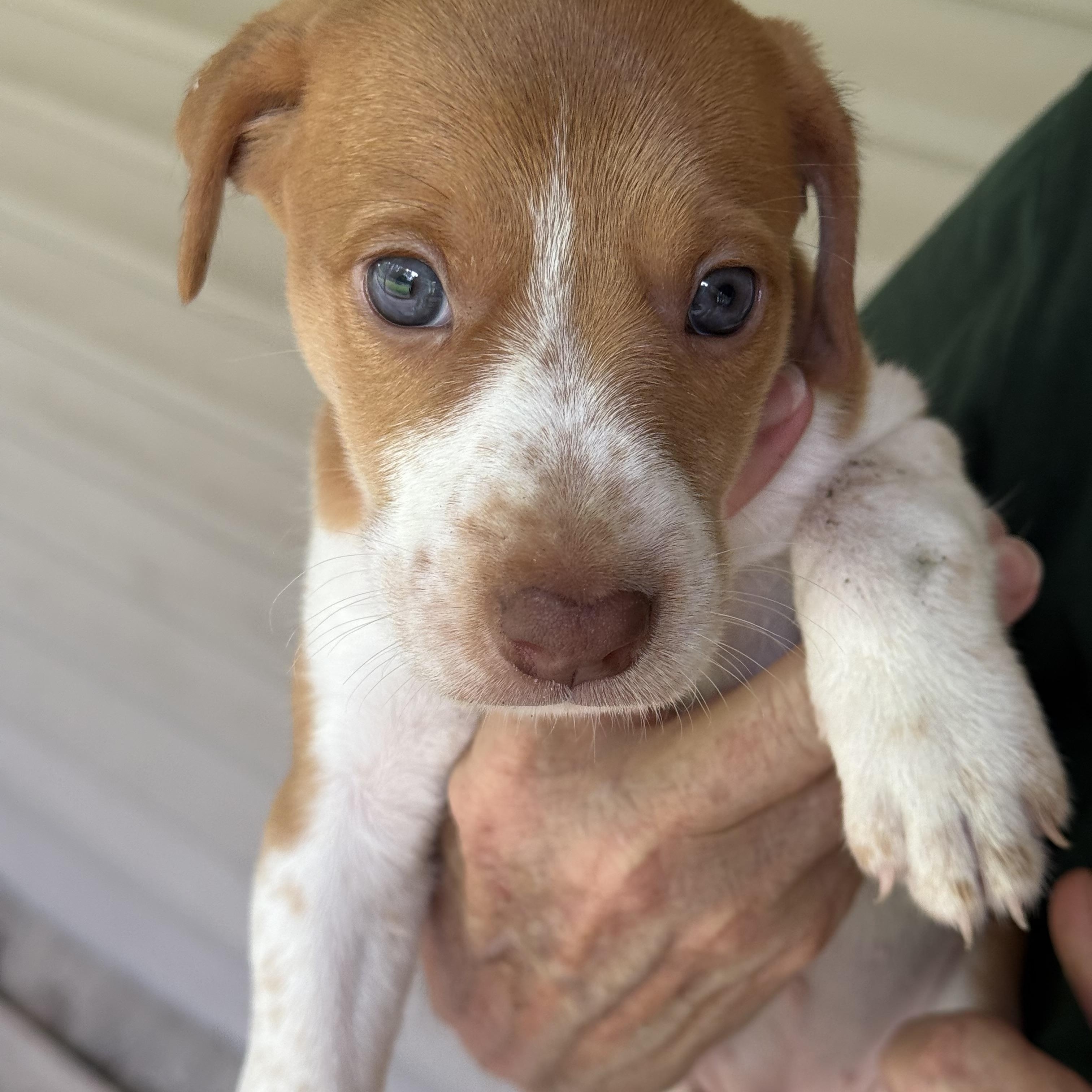 Pearl, adopted, Puppy Female Feist.