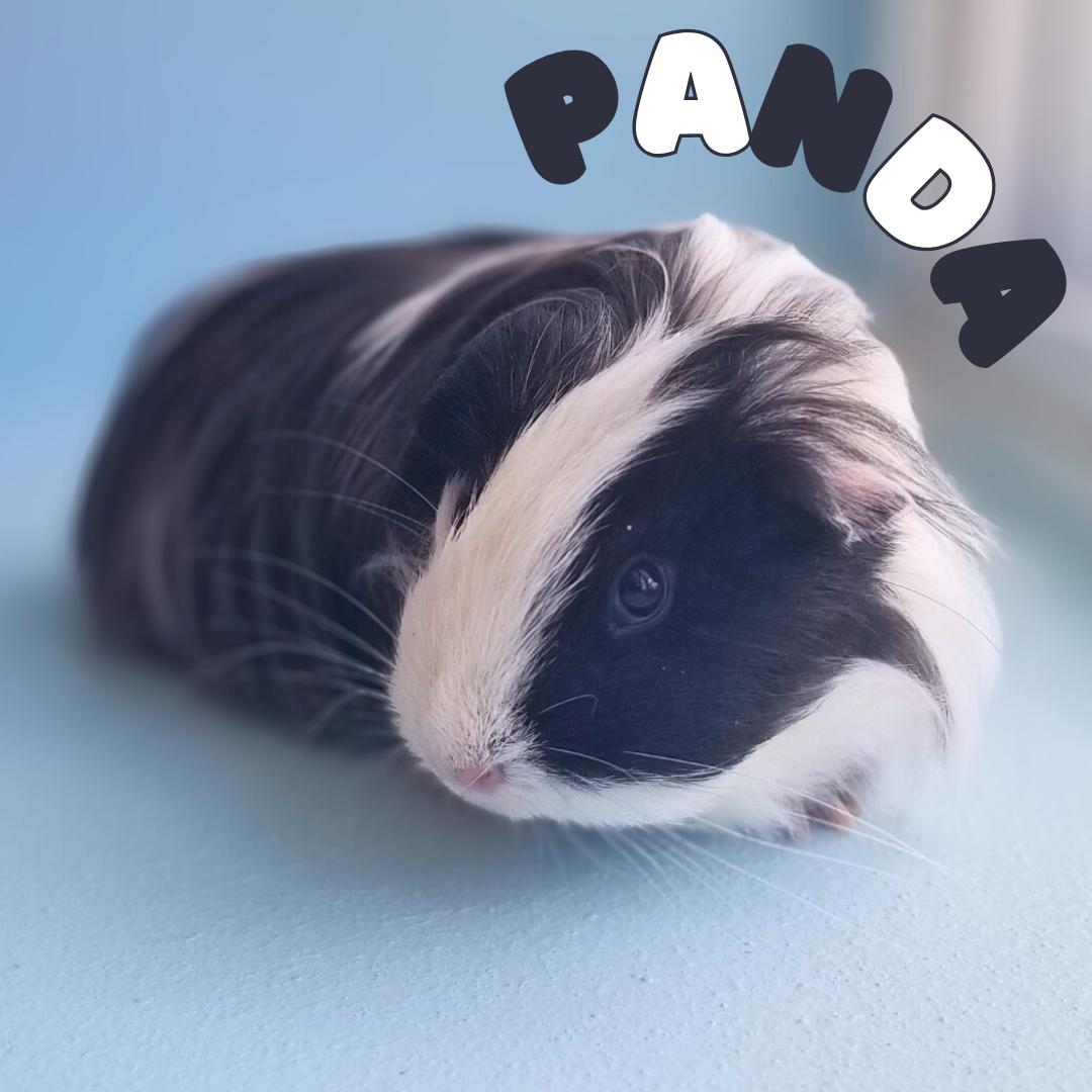 Panda, Adult Female unknown