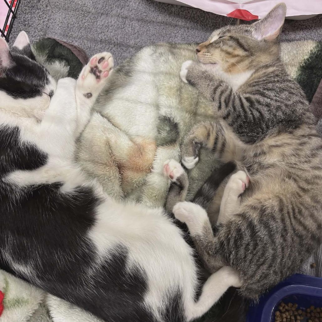 Enlarge Columbus (Adopt with Cookie), a Adoptable Domestic Short Hair in Fayetteville, GA image 1/4