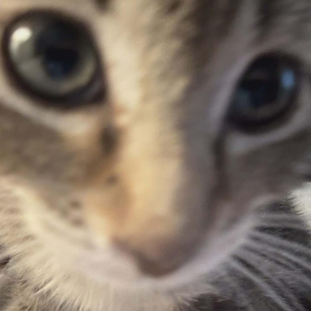 Enlarge Columbus (Adopt with Cookie), a Adoptable Domestic Short Hair in Fayetteville, GA image 2/4