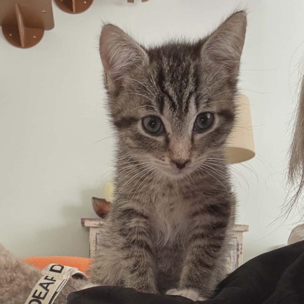 Enlarge Columbus (Adopt with Cookie), a Adoptable Domestic Short Hair in Fayetteville, GA image 3/4