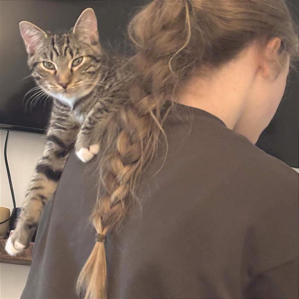 Enlarge Columbus (Adopt with Cookie), a Adoptable Domestic Short Hair in Fayetteville, GA image 4/5