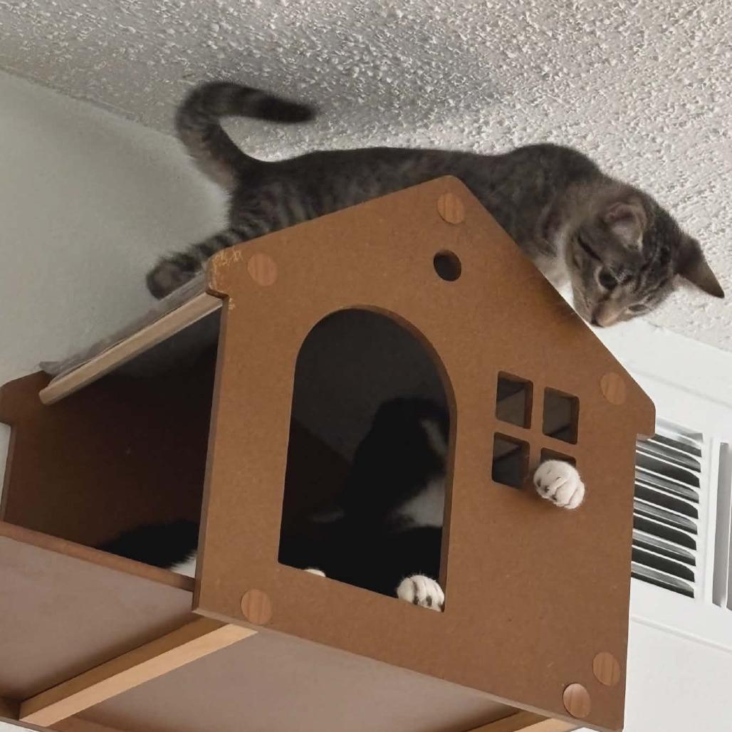 Enlarge Columbus (Adopt with Cookie), a Adoptable Domestic Short Hair in Fayetteville, GA image 4/4