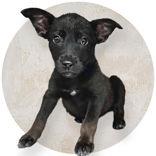 Enlarge De Vil, a Adoptable mixed breed in Portsmouth, OH image 1/1