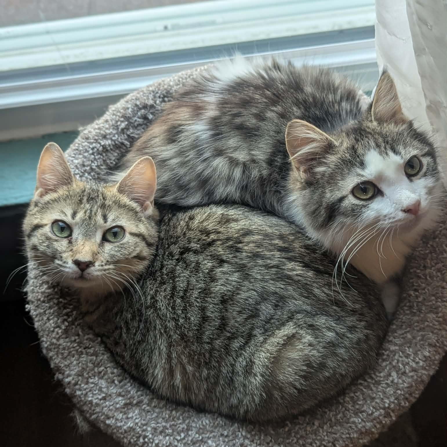 Kayla+Kyle (Bonded Pair), Adoptable, Young Female Domestic Short Hair.