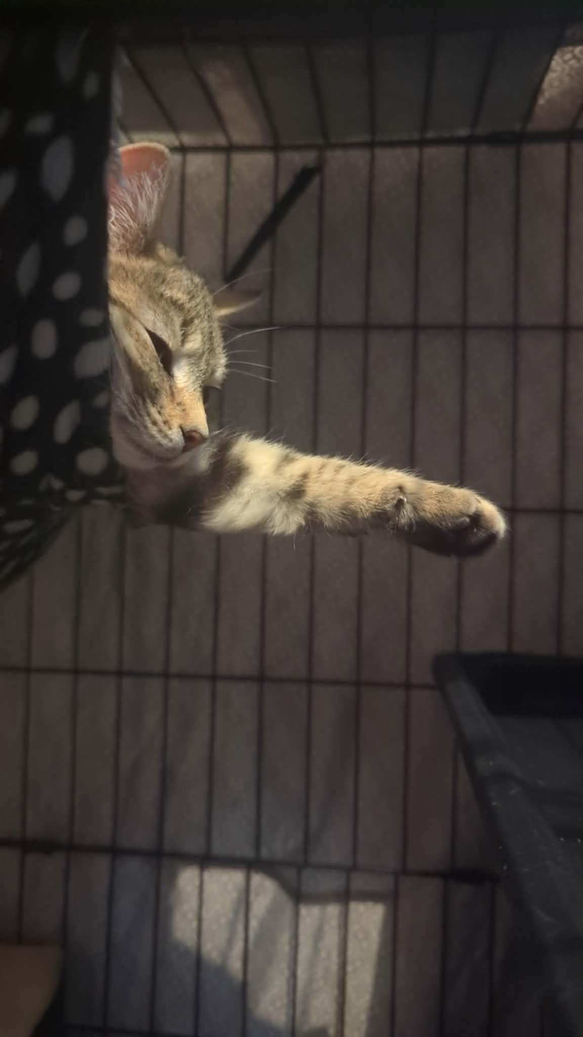 Enlarge Kayla+Kyle (Bonded Pair), a Adoptable Domestic Short Hair in BUTLER, PA image 5/6