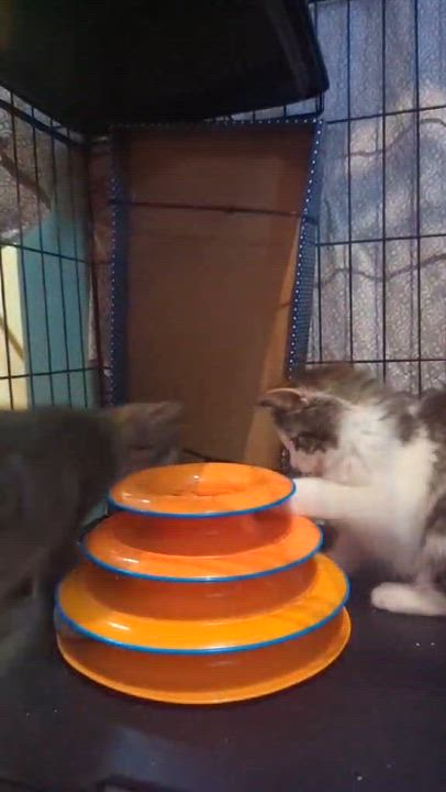 Enlarge Kayla+Kyle (Bonded Pair), a Adoptable Domestic Short Hair in BUTLER, PA video 2/6