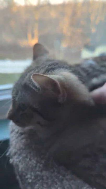 Enlarge Kayla+Kyle (Bonded Pair), a Adoptable Domestic Short Hair in BUTLER, PA video 3/6