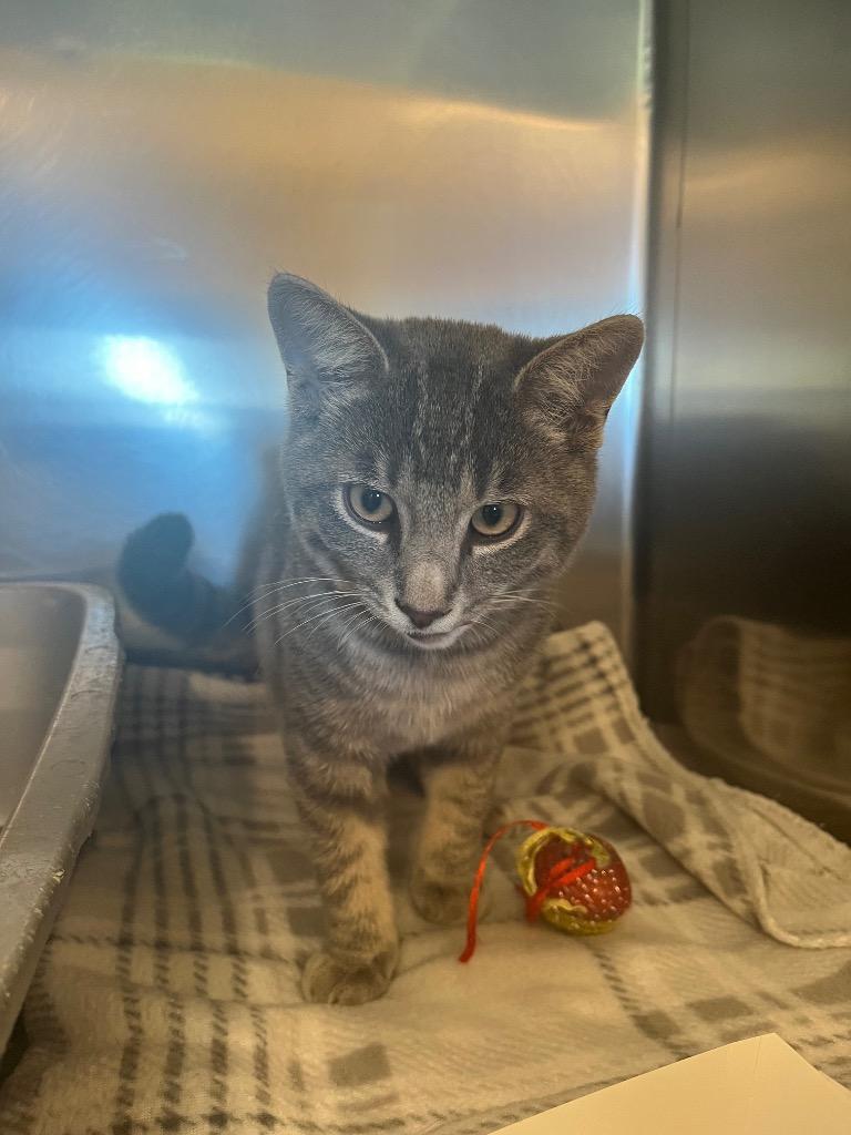 Fannie, Adopted, Young Male Oriental Short Hair.