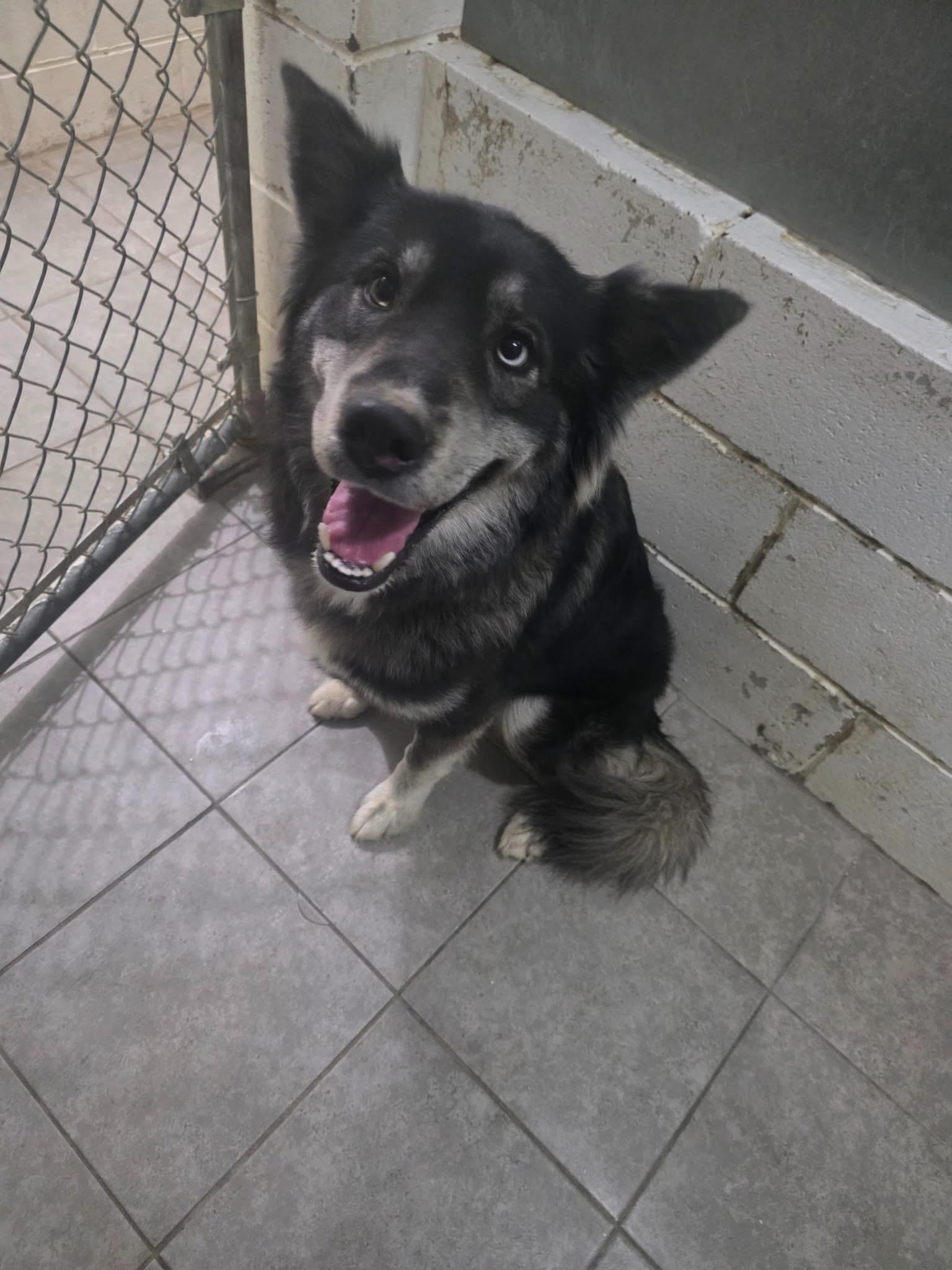 Shadow – The Loyal Bestie You’ve Been Waiting For!