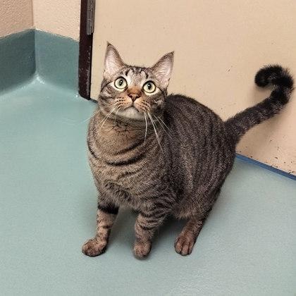 Leia, Adoptable, Adult Female Domestic Short Hair & Domestic Short Hair.