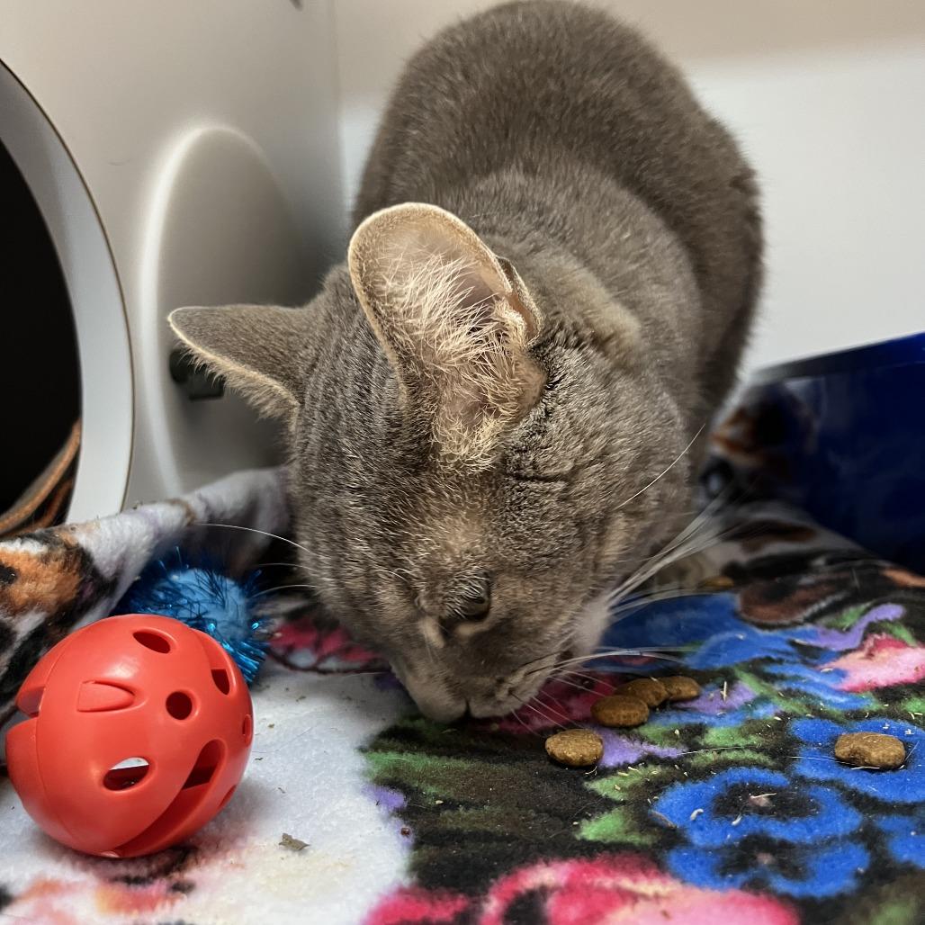 Sati — thumbnail 2