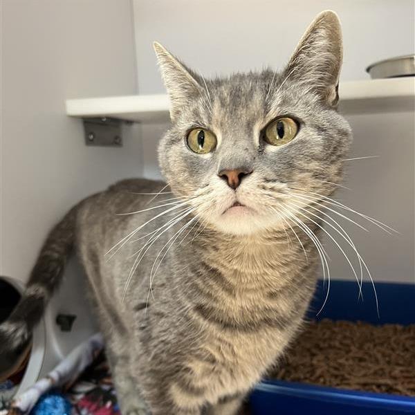 Sati — thumbnail 3