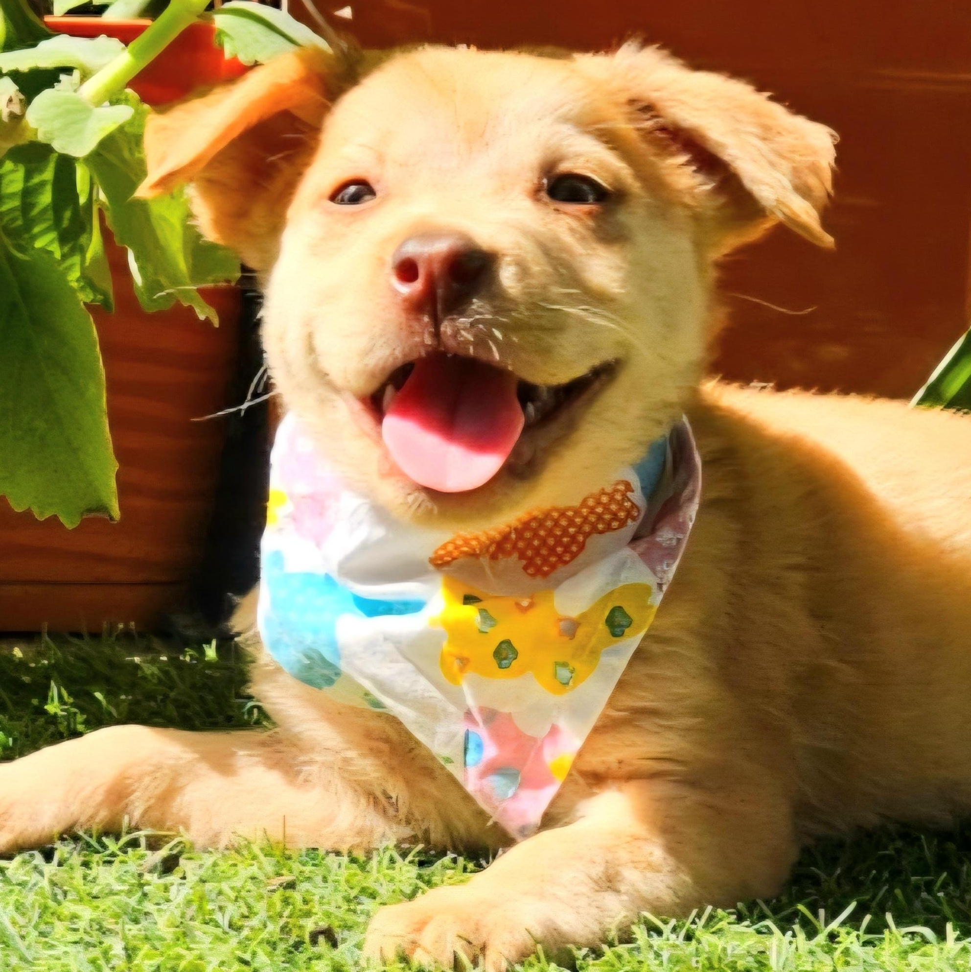 Tostita "the Cutie Cutie