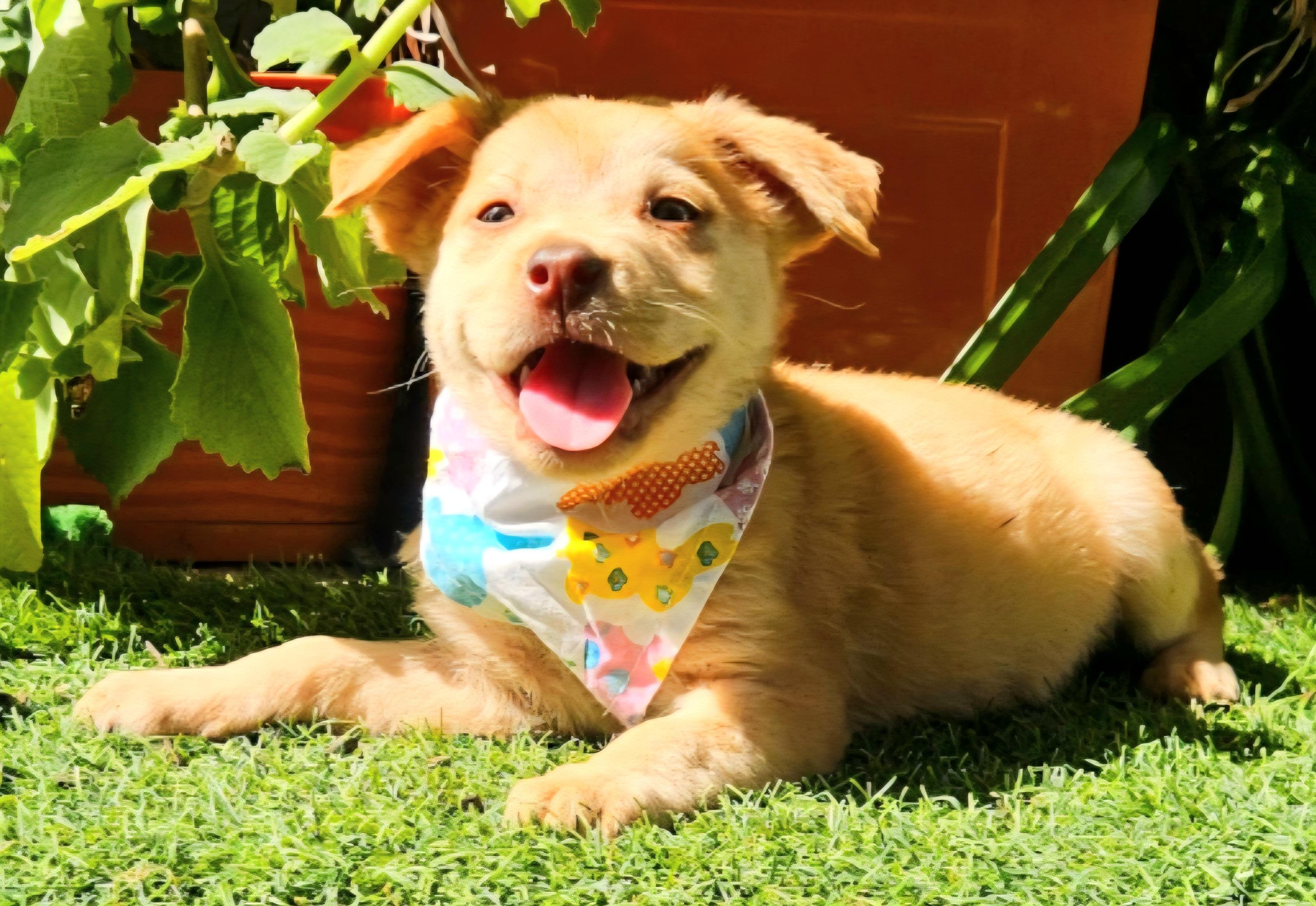 Tostita "the Cutie Cutie thumbnail 2