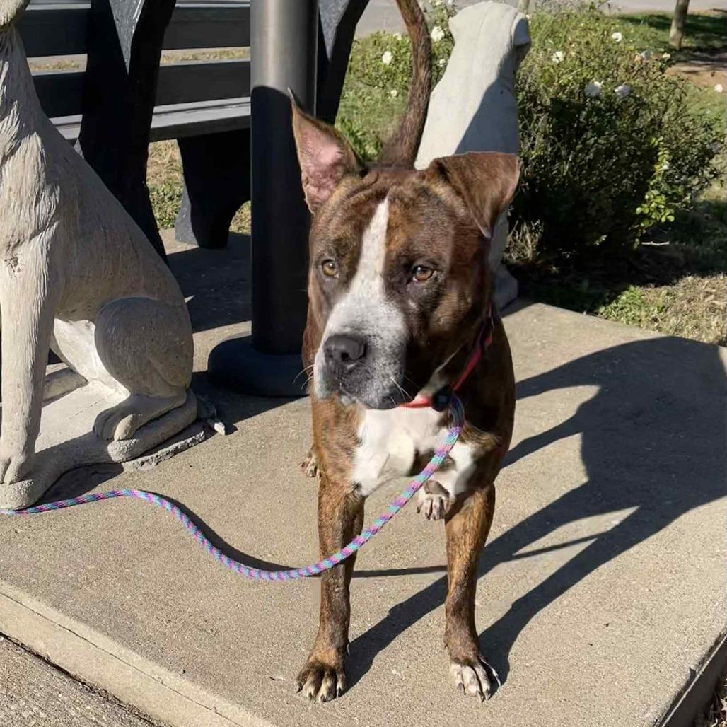 Enlarge Turnup, a Adoptable mixed breed in Oak Ridge, TN image 1/6
