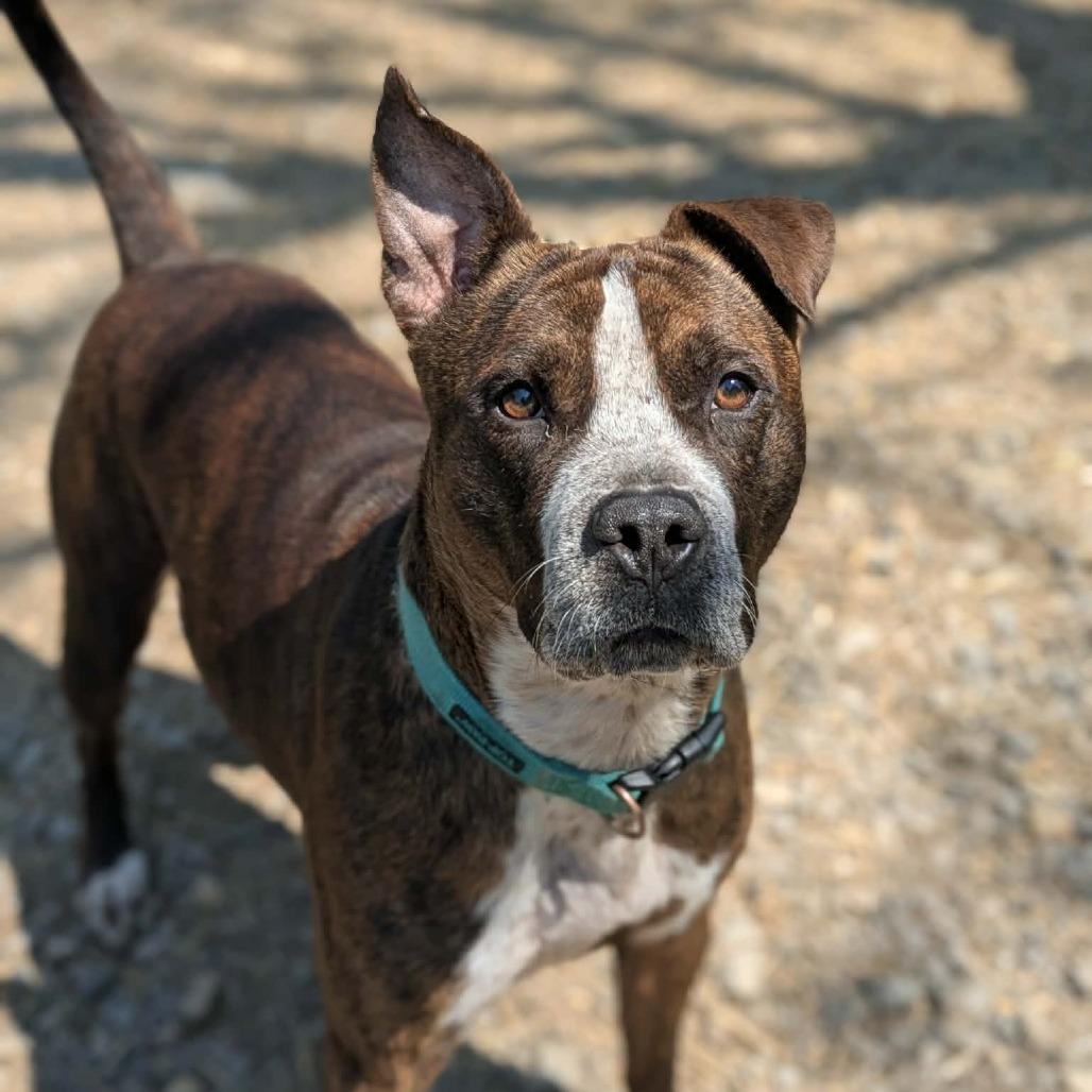Enlarge Turnup, a Adoptable mixed breed in Oak Ridge, TN image 2/6