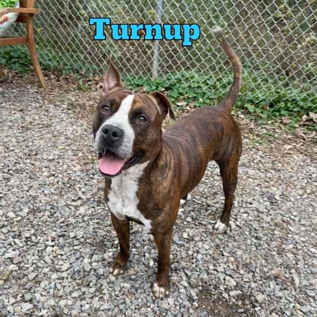 Enlarge Turnup, a Adoptable mixed breed in Oak Ridge, TN image 2/2