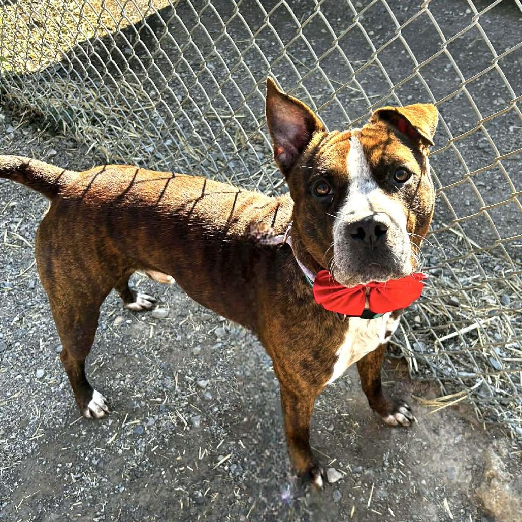 Enlarge Turnup, a Adoptable mixed breed in Oak Ridge, TN image 3/6