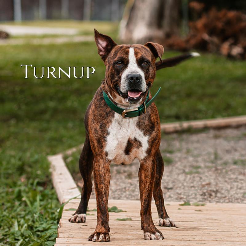 Turnup, Adoptable, Adult Male Boxer & Pit Bull Terrier.