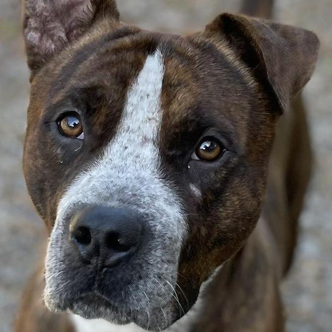Enlarge Turnup, a Adoptable mixed breed in Oak Ridge, TN image 5/6