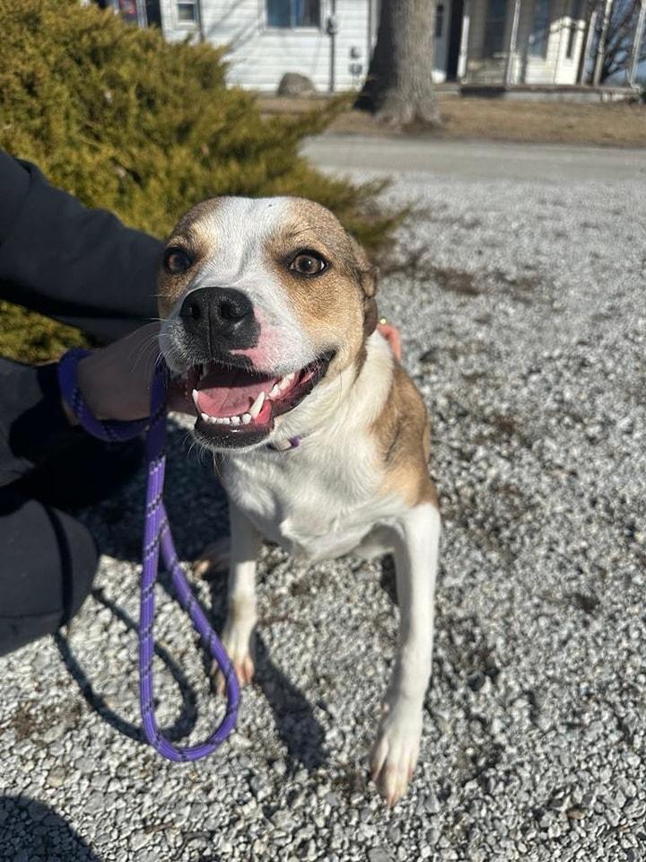 River, Adoptable, Young Female Terrier.