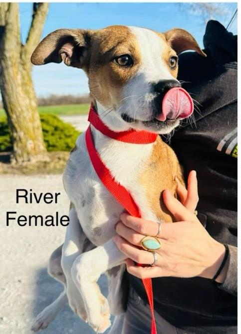 Enlarge River, a Adoptable mixed breed in Attica, IN image 4/4
