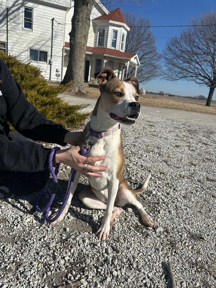 Enlarge River, a Adoptable mixed breed in Attica, IN image 2/4