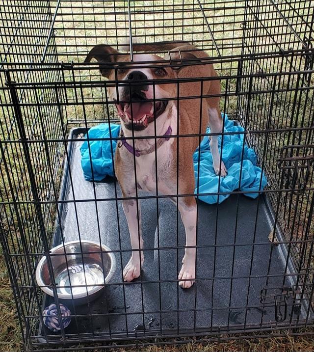 Enlarge River, a Adoptable mixed breed in Attica, IN image 3/4