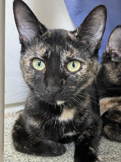 Ruby, Adoptable, Adult Female Domestic Short Hair & Domestic Short Hair.