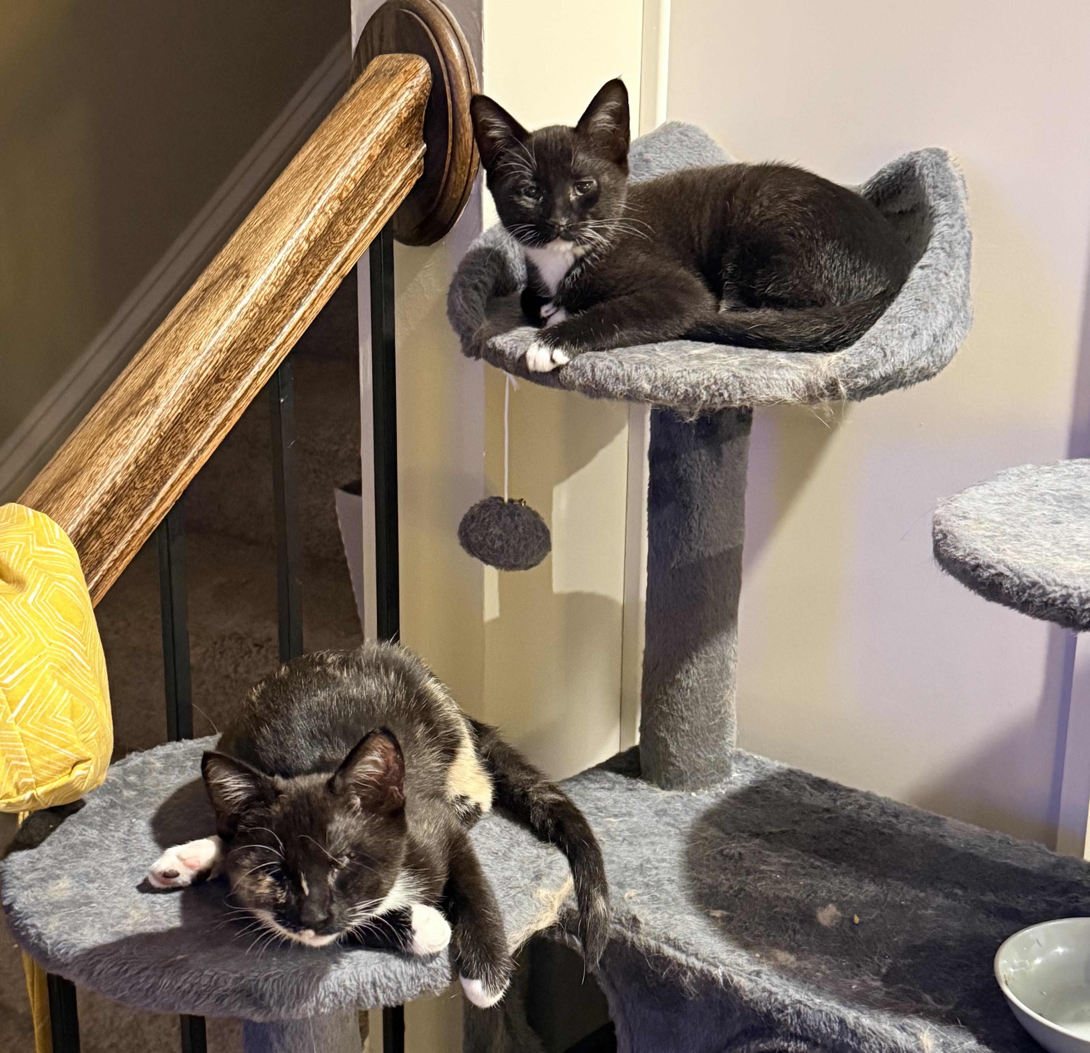 Gizmo & Greta, a ADOPTABLE mixed breed in Lawrenceville, GA image 3/6