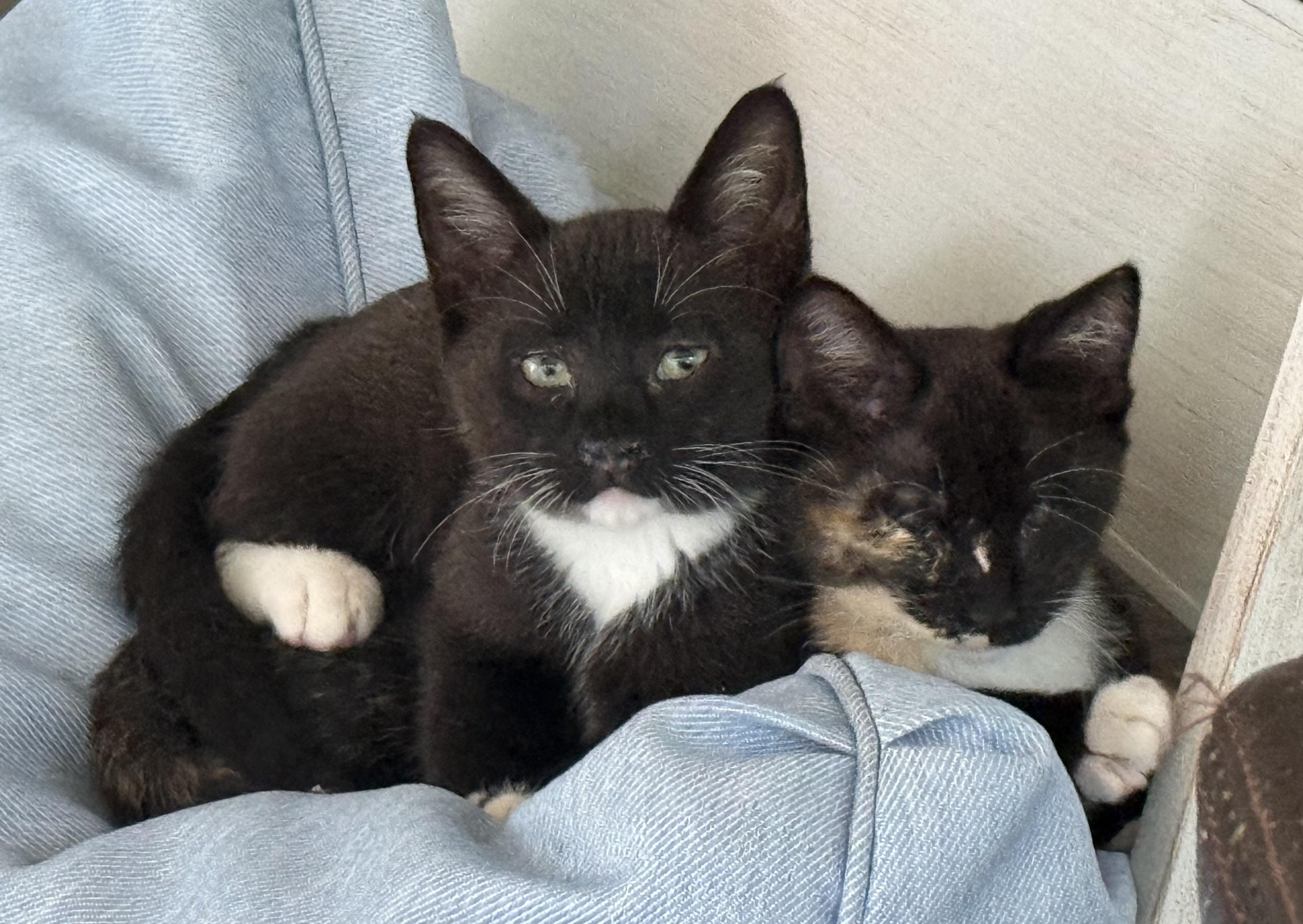 Gizmo & Greta, ADOPTABLE, Kitten Female Domestic Short Hair.