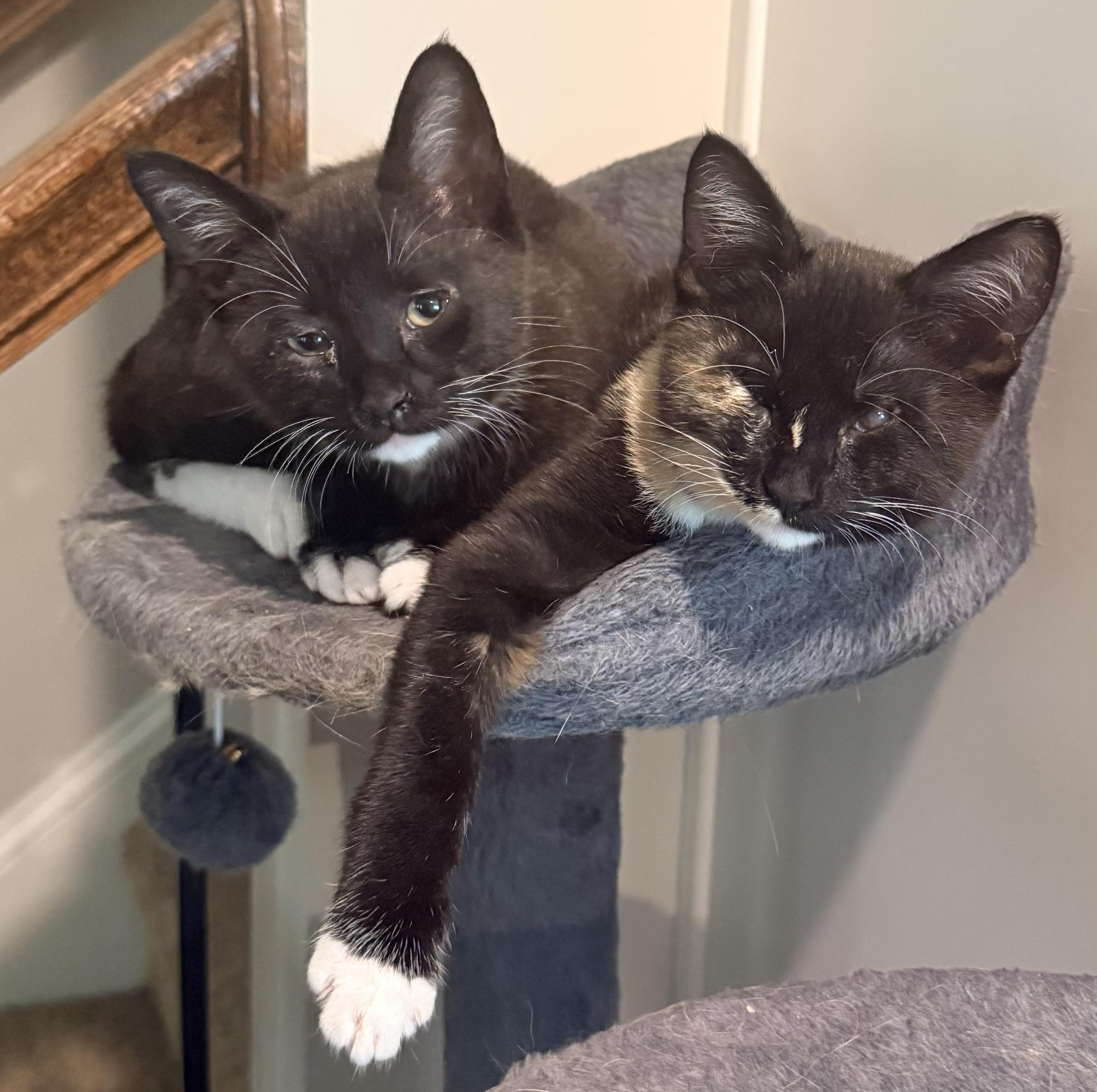 Gizmo & Greta, a ADOPTABLE mixed breed in Lawrenceville, GA image 4/6
