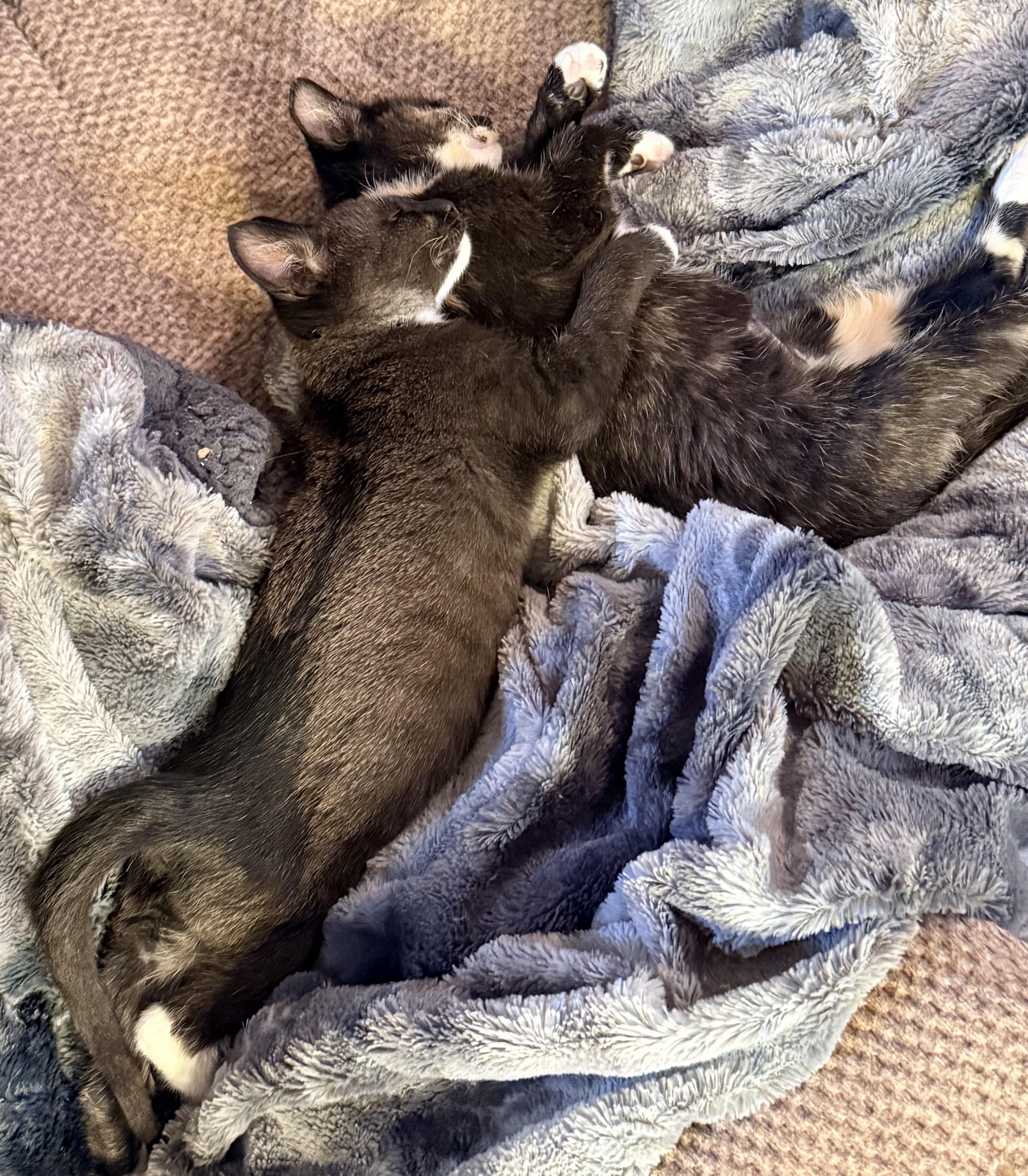 Gizmo & Greta, a ADOPTABLE mixed breed in Lawrenceville, GA image 5/6