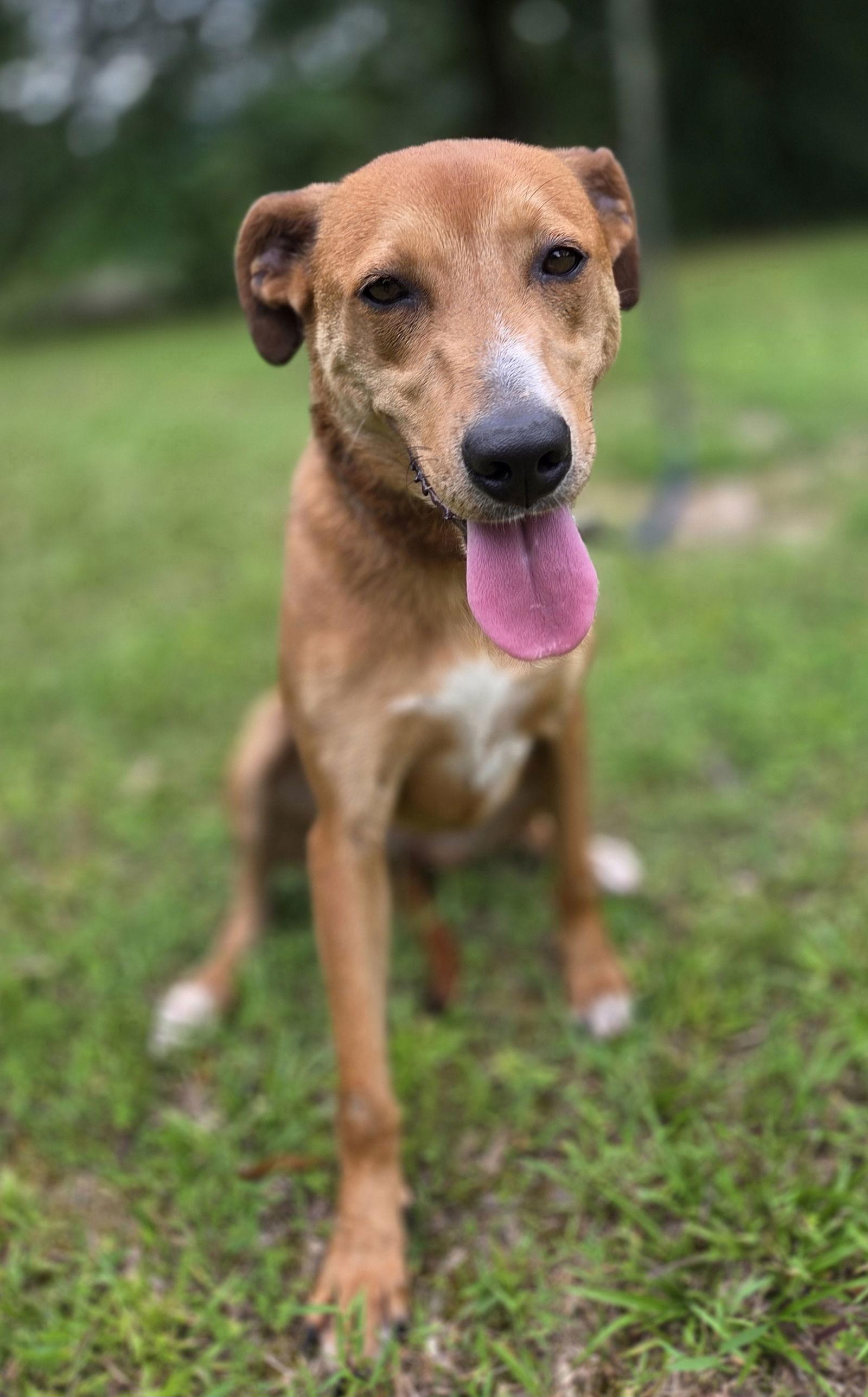 Enlarge Madison, a Adoptable mixed breed in Attalla, AL image 1/3