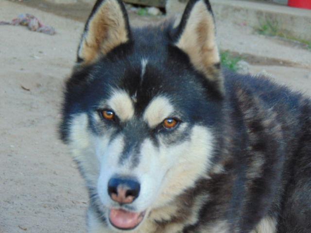 Fargo, Adoptable, Adult Male Alaskan Malamute & Siberian Husky.