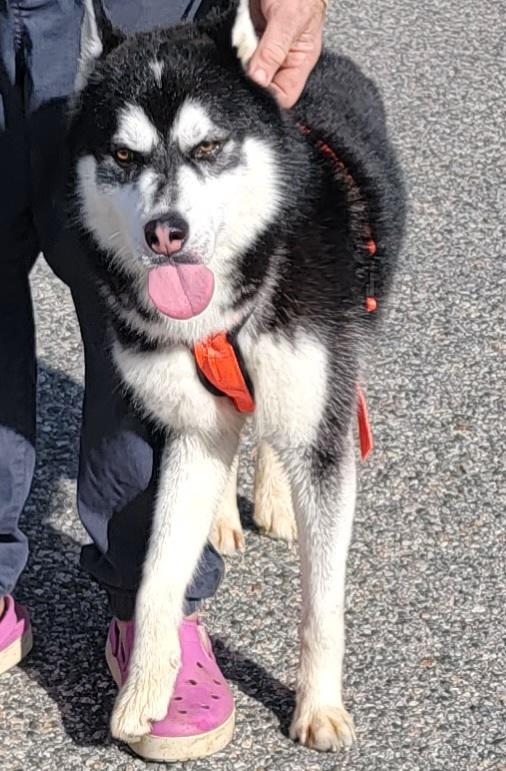 Fargo, a Adoptable mixed breed in San Juan Bautista, CA image 3/4