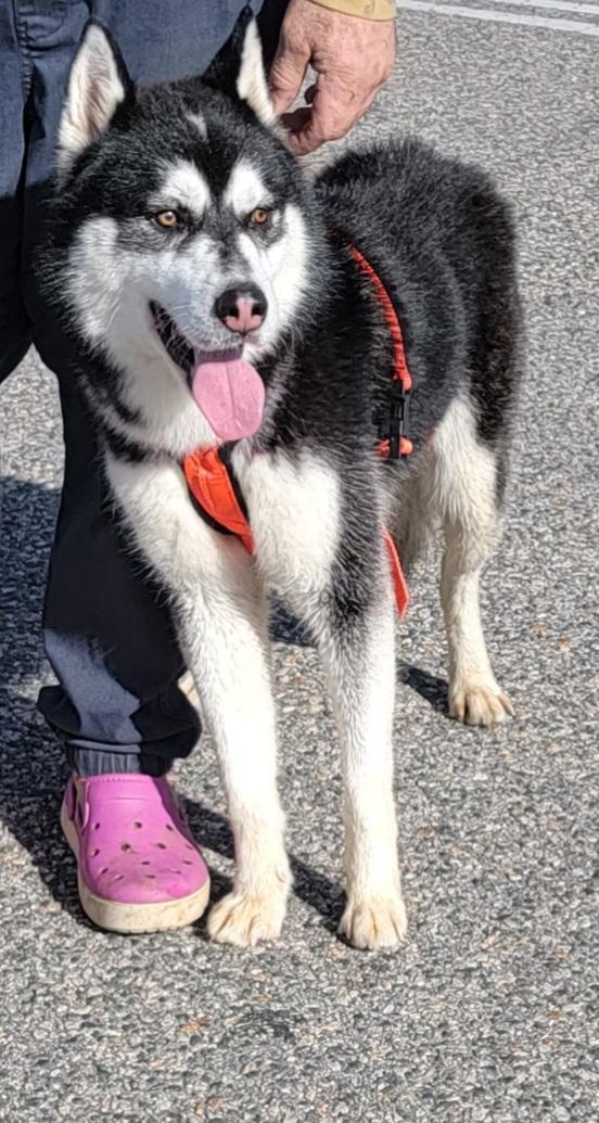 Fargo, a Adoptable mixed breed in San Juan Bautista, CA image 4/4