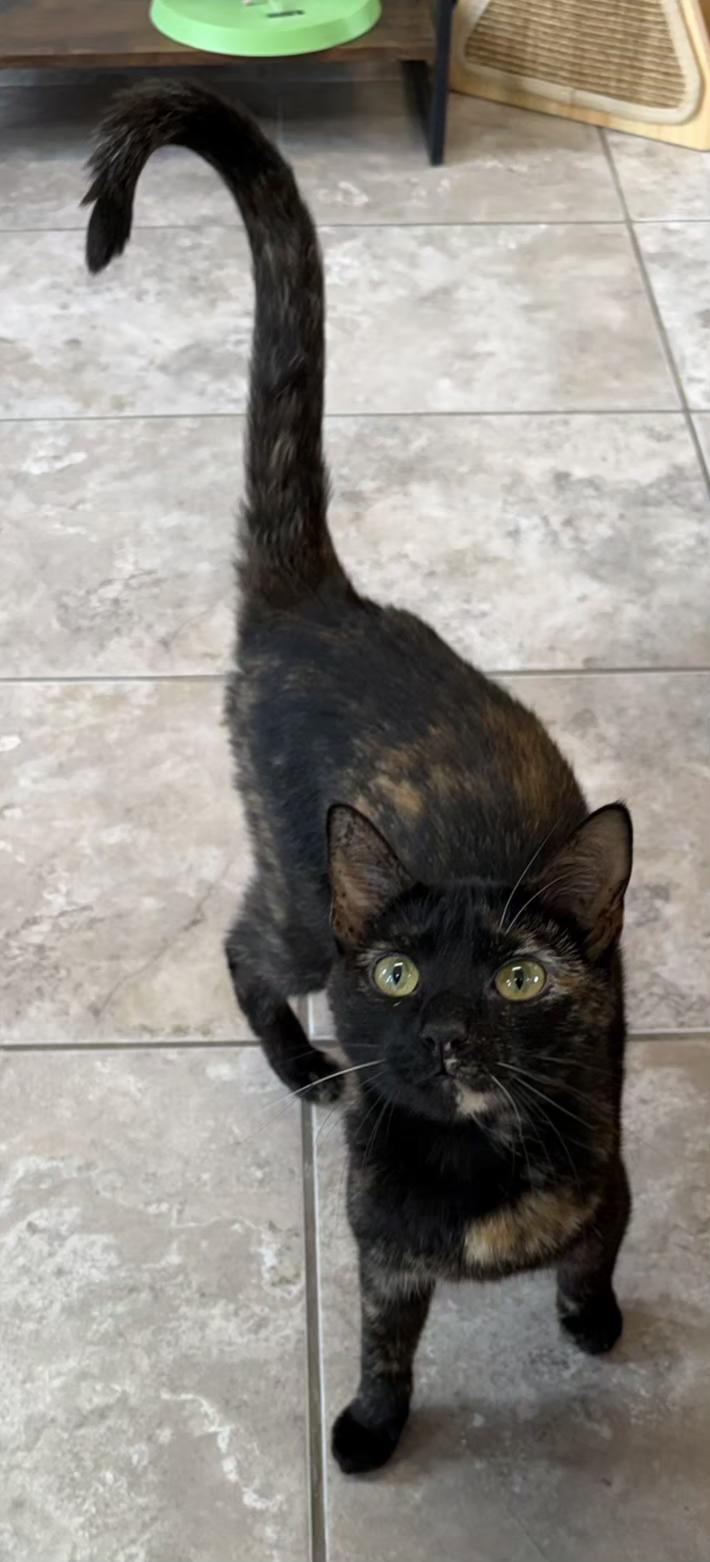 String Cheese , ADOPTABLE, Young Female Domestic Short Hair.