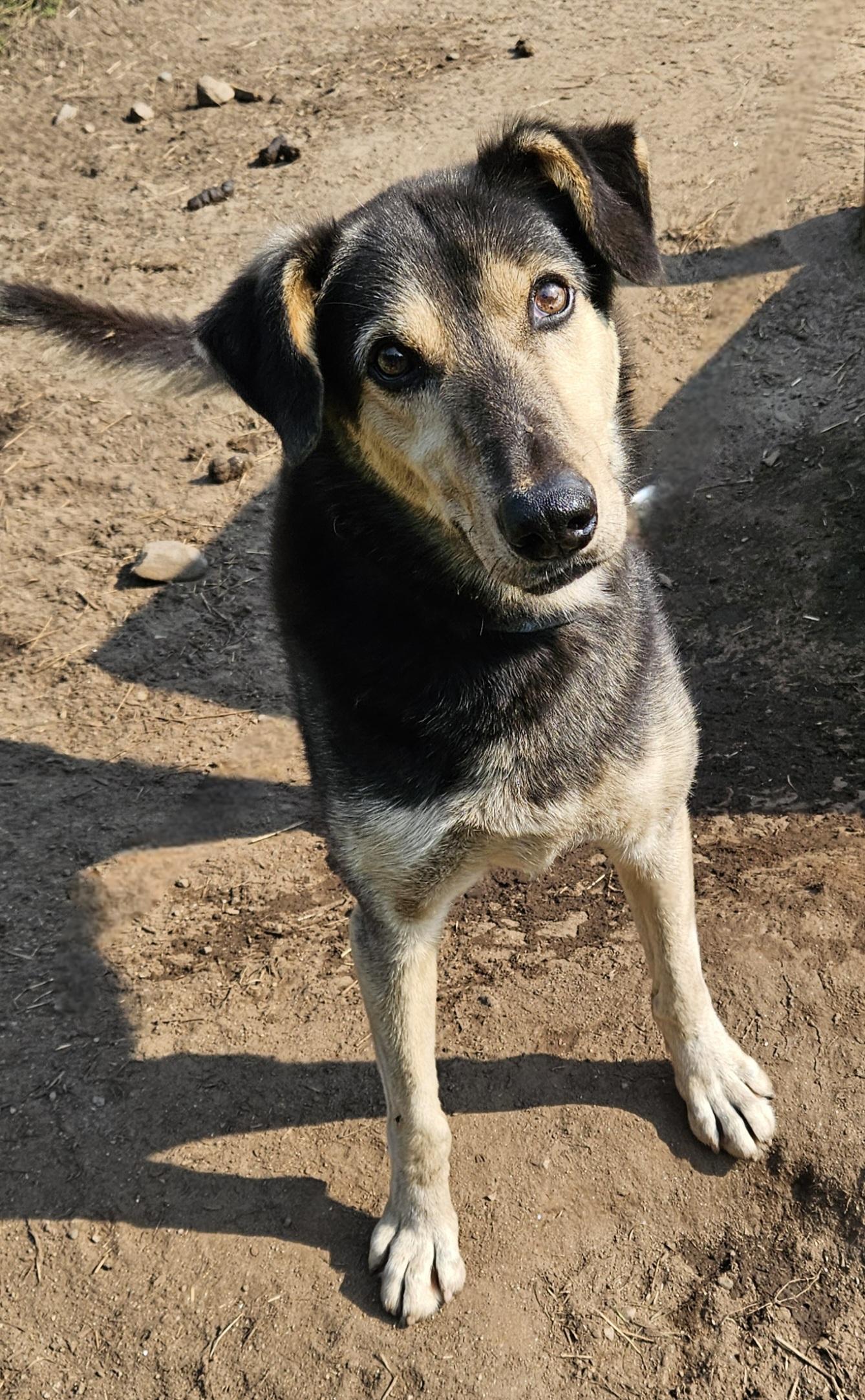 Enlarge Scooby Doo, a Adoptable Husky in Jefferson, NH image 1/2