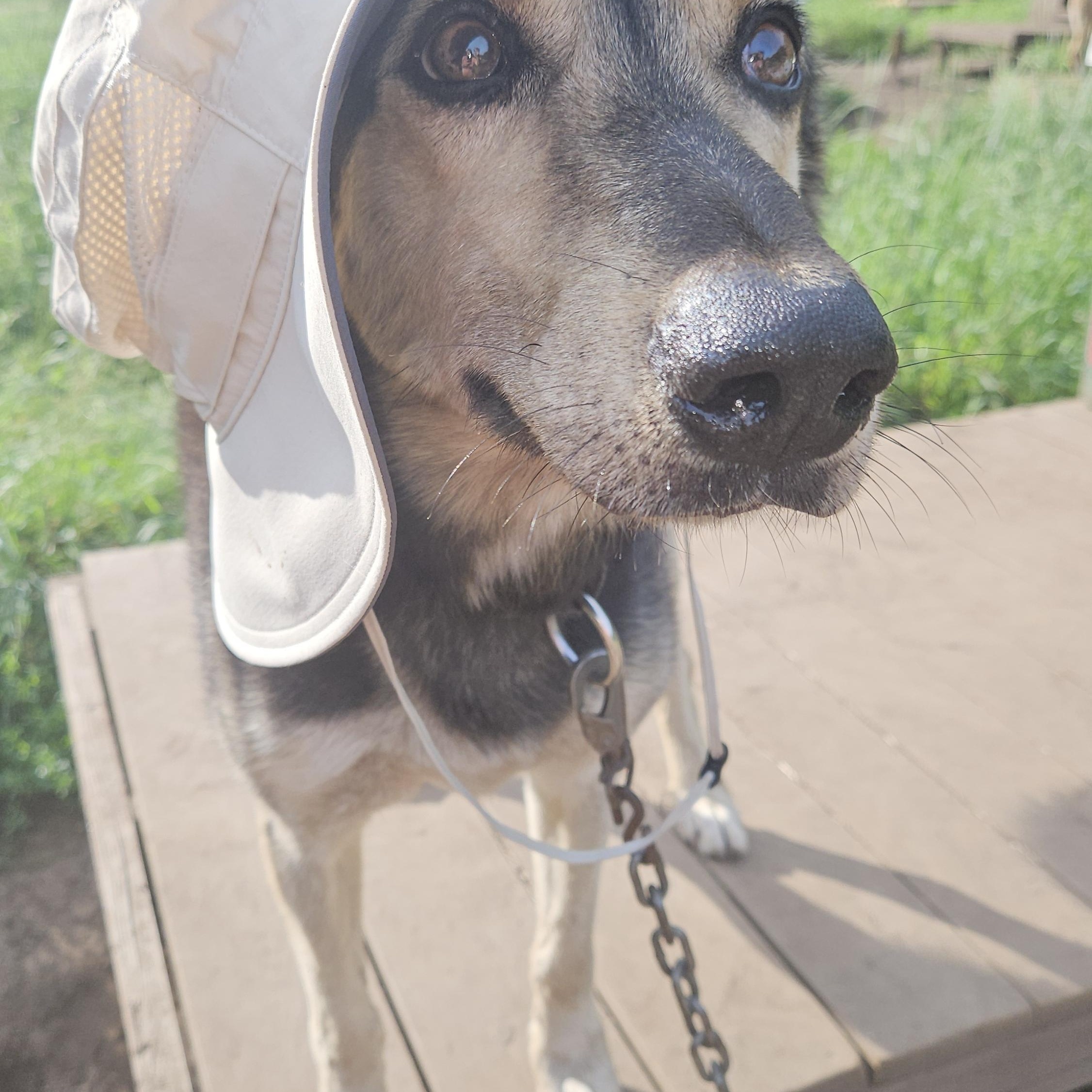 Enlarge Scooby Doo, a Adoptable Husky in Jefferson, NH image 2/2